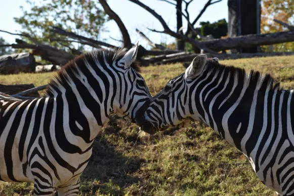 КрейзиФокс Казино Поддръжка